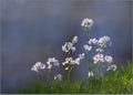 Wild Summer Cuckoo Flower - Lady's Smock. Royalty Free Stock Photo