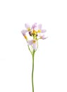 Cuckoo flower (Cardamine pratensis) Royalty Free Stock Photo