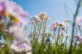 Cuckoo flower (Cardamine pratensis) Royalty Free Stock Photo