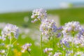 Cuckoo flower (Cardamine pratensis) Royalty Free Stock Photo