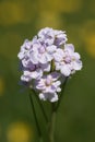 Cuckoo flower, cardamine pratensis Royalty Free Stock Photo