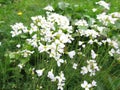 Cuckoo flower, Cardamine pratensis Royalty Free Stock Photo