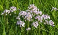 Cuckoo Flower, Cardamine pratensis Royalty Free Stock Photo