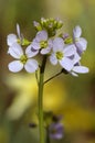Cuckoo Flower or Lady's Smock Royalty Free Stock Photo