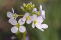 Cuckoo Flower