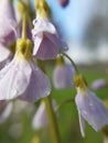 Cuckoo flower or Lady\'s smock (Cardamine pratensis) against a blue sky Royalty Free Stock Photo