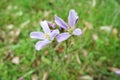 Cuckoo Flower or Lady's Smock (Cardamine Pratensis) Royalty Free Stock Photo