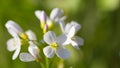 Cuckoo-flower macro Royalty Free Stock Photo