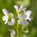 Cuckoo-flower macro Royalty Free Stock Photo