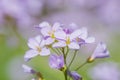 Cuckoo flower macro light purple with soft background Royalty Free Stock Photo