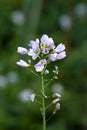 Cuckoo Flower Royalty Free Stock Photo