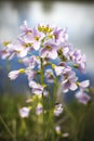 Cuckoo Flower by River MCU