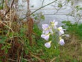 Cuckoo flowers on the banks of the River Teith Royalty Free Stock Photo