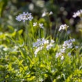 Cuckoo flowers Cardamine pratensis flowering in the spring sunshine at Birch Grove in East Sussex Royalty Free Stock Photo