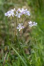 Cuckoo flowers, Cardamine pratensis, flowering in the spring sunshine in East Sussex Royalty Free Stock Photo