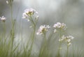 Cuckoo flowers in grey skies