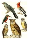 Cuckoo, Hoopoe, Kingfisher, Barn Owl, Brown owl, Eagle Owl, vintage engraving