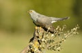 A cuckoo Royalty Free Stock Photo
