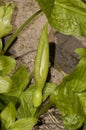 Cuckoo Pint or Lords and Ladies Royalty Free Stock Photo