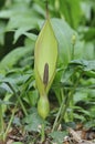 Cuckoo Pint or Lords and Ladies Royalty Free Stock Photo