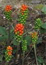 Cuckoo Pint or Lords and Ladies Royalty Free Stock Photo