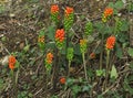 Cuckoo Pint or Lords and Ladies Royalty Free Stock Photo