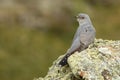 A cuckoo poses on its innkeepers in the field Royalty Free Stock Photo