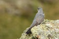 A cuckoo poses on its innkeepers in the field Royalty Free Stock Photo