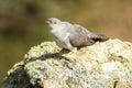 Cuckoo poses on its innkeepers in the field in spring Royalty Free Stock Photo