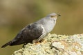 Cuckoo poses on its innkeepers in the field in spring Royalty Free Stock Photo