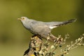 Cuckoo Royalty Free Stock Photo