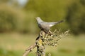 Cuckoo poses on its innkeepers in the field in spring Royalty Free Stock Photo