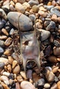 Cuckoo Ray Eggcase on the Beach Royalty Free Stock Photo