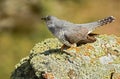 cuckoo rests on a rock in the mountain Royalty Free Stock Photo