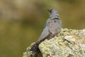 Cuckoo rests on a rock in the mountain Royalty Free Stock Photo