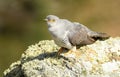 Cuckoo rests on a rock Royalty Free Stock Photo