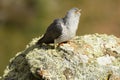 Cuckoo rests on a rock in the mountain Royalty Free Stock Photo