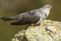 cuckoo rests on a rock in the mountain Royalty Free Stock Photo