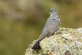 Cuckoo rests on a rock in the mountain Royalty Free Stock Photo