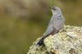 Cuckoo rests on the rocks