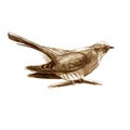 Cuckoo. Sitting forest bird drawn with brown pencil. Sepia