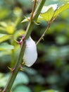 Cuckoo spit on blackberry plant, drop falling. Royalty Free Stock Photo