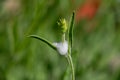 Cuckoo spit, caused by froghopper nymphs Philaenus spumarius Royalty Free Stock Photo