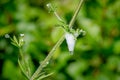 Cuckoo spit, caused by froghopper nymphs (Philaenus spumarius) Royalty Free Stock Photo