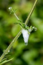 Cuckoo spit, caused by froghopper nymphs (Philaenus spumarius) Royalty Free Stock Photo