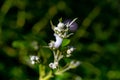 cuckoo spit of a tree Royalty Free Stock Photo