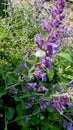 Cuckoo spit is a white frothy liquid secreted by the nymphs Royalty Free Stock Photo