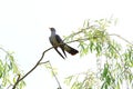 Cuckoo standing on the branch