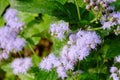 Cuckoo thistle, or ageratum.