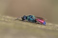 Cuckoo wasp, Chrysis rutilans Royalty Free Stock Photo